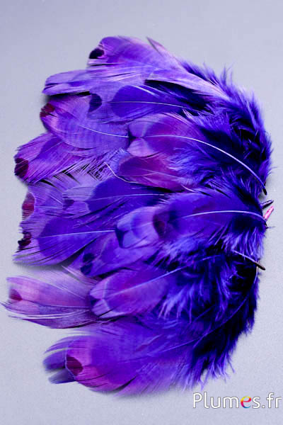 Faisan de Colchide - blanchi - 5-11 cm - aubergine